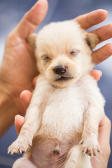 Hand hold white cute puppy