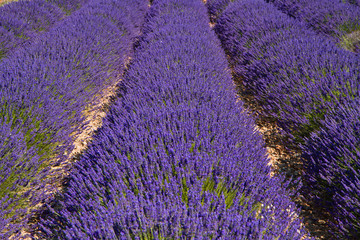 Naklejka na ściany i meble Lavender flower blooming scented fields