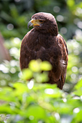 Wüstenbussard