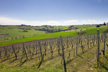 Fototapeta premium Vigneti del Monferrato