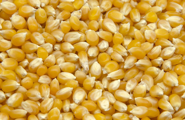 Grain, seed corn background
