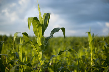 Young corn plant in early morning sunlight