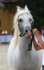 Breeder hold a horse with bridle on a horse show.