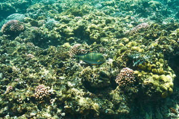 Coral reef and fish