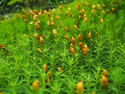 Sprouts moss Moss Detail (Mnium undulatum)