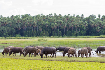 Thailand buffalo eating grass along the marshes.