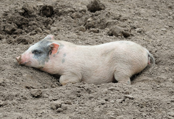 Little funny pig lie in dirt/Little funny piglet on a farm, Ukraine