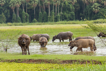 Fototapeta premium Thailand buffalo eating grass along the marshes.
