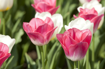 Fototapeta premium Security Park, Veneto, Włochy