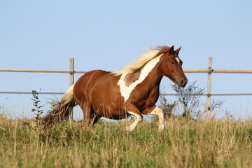 Fototapeta premium Galopujący kucyk