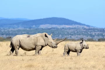 Photo sur Plexiglas Rhinocéros Rhinocéros