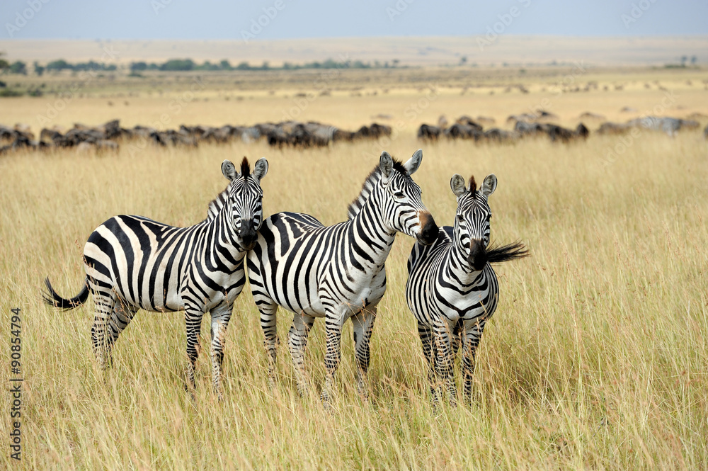 Wall mural Zebra