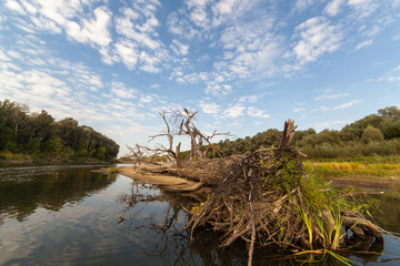 Берег реки и поваленное дерево © symbol344