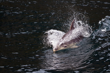 Surfing Dolphin