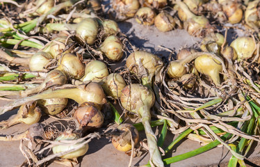 Freshly dug organic onions drying on the sun