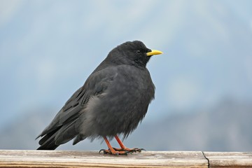 Neugierige Alpendohle 