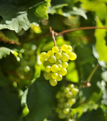 fresh bunch of white grapes on the field