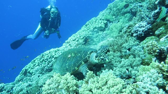 Echte Karettschildkröte (Eretmochelys imbricata) im Korallengarten
