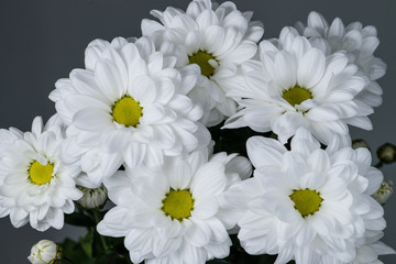 chrysanthemum daisies closeup with shallow depth of field.