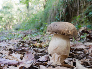 Boletus aereus, aka dark cep or bronze bolete, porcino edible mushroom.
