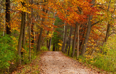 Path in a Fall Woods