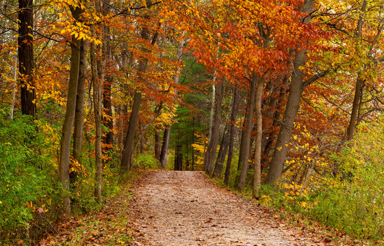Fototapeta Path in a Fall Woods