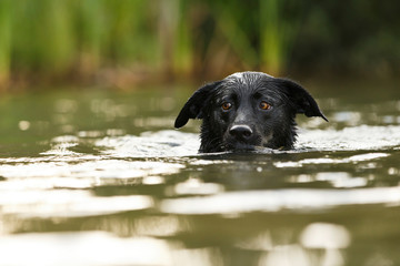 Labrador schwimmt