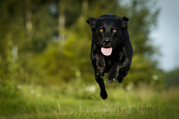 Hund kommt springend