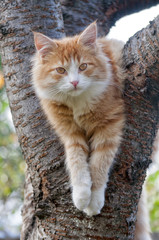Cat looks forward sitting on the tree close up