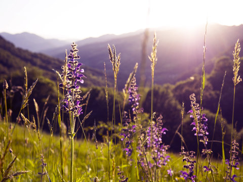 Fototapeta  lavender wild flowers in sunset