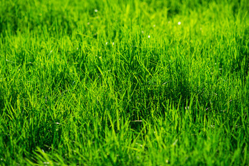 Green grass