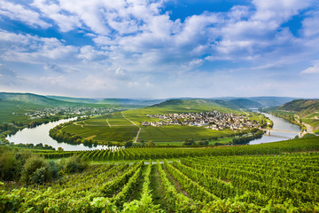 Fototapeta premium famous Moselle Sinuosity with vineyards