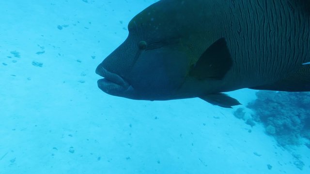 Napoleon-Lippfisch (Cheilinus undulatus)