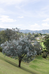 Fototapeta na wymiar Tree in green field with blue sky