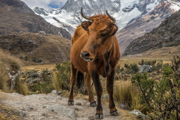 Cow in he mountains