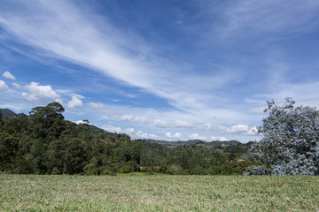 field of spring grass and forest
