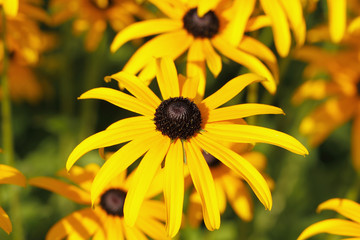 Hohes Mädchenauge (Coreopsis tripteris)