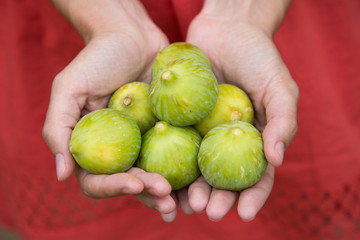 Woman hands full of green figs