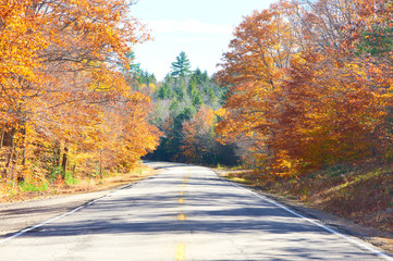 Obraz premium Autumn scene with road