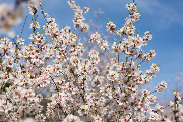 Almendro en la Quinta de los Molinos