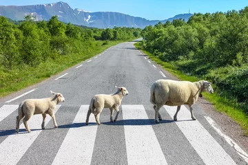 Papier Peint photo Lavable Moutons Traversée de route de campagne