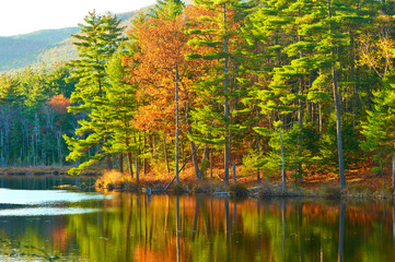 Pond in White Mountain National Forest, New Hampshire