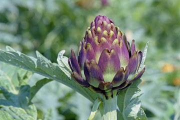 Artichoke plantation