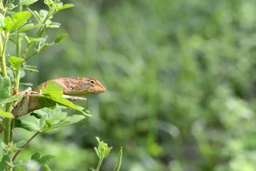 Background textures of stone