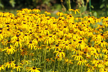 Hohes Mädchenauge (Coreopsis tripteris)