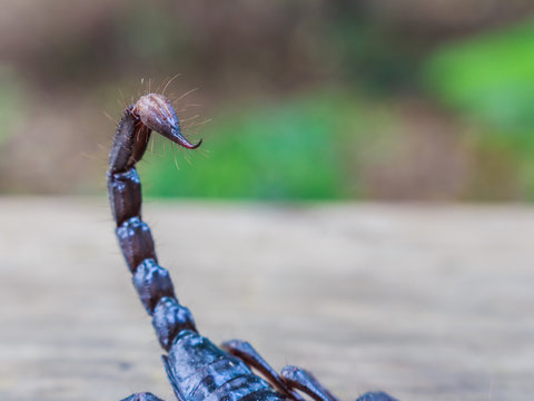 Emperor Scorpion, Pandinus imperator,