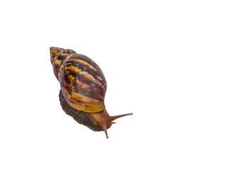 Snail isolated on white