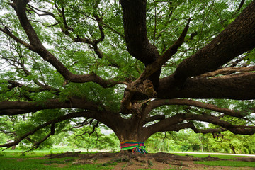 Gigantischer Baum; Thailand