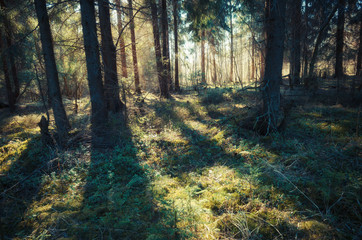 Sun light in forest. Russian nature