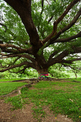 Gigantischer Baum; Thailand